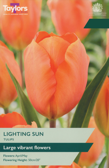 Tulip - Lighting Sun