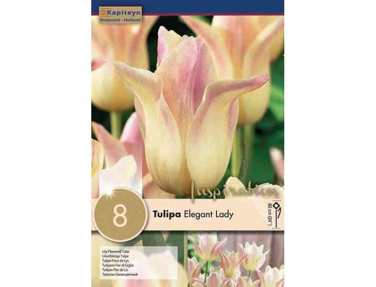 Tulip Lily Flowered Elegant Lady