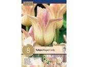 Tulip Lily Flowered Elegant Lady