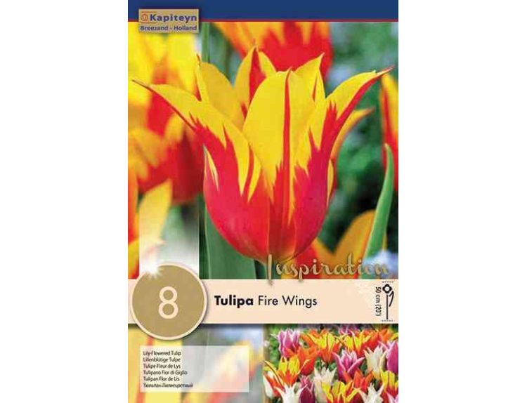 Tulip Lily Flowered Fire Wings