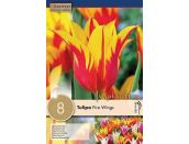 Tulip Lily Flowered Fire Wings