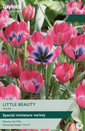 Tulip - Little Beauty