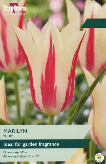 Tulip - Marilyn