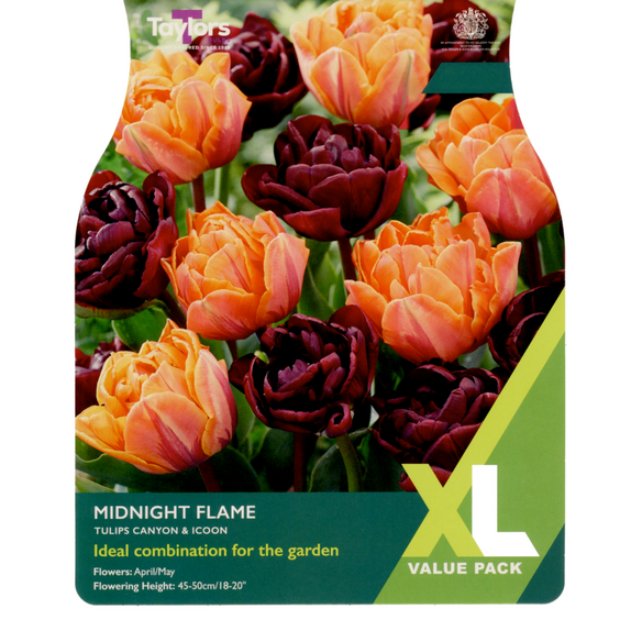 Tulip - Midnight Flame