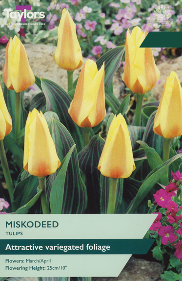 Tulip - Miskodeed