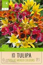 Tulip - Mixed Colours