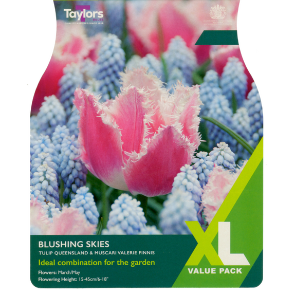 Tulip & Muscari - Blushing Skies