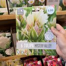 Tulip Mystery Valley Premium Collection 