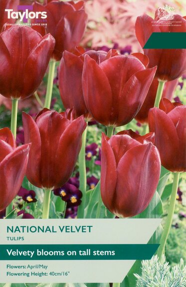 Tulip - National Velvet