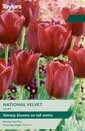Tulip - National Velvet