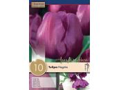 Tulip Negrita