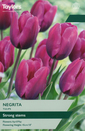 Tulip - Negrita (7 Bulbs)