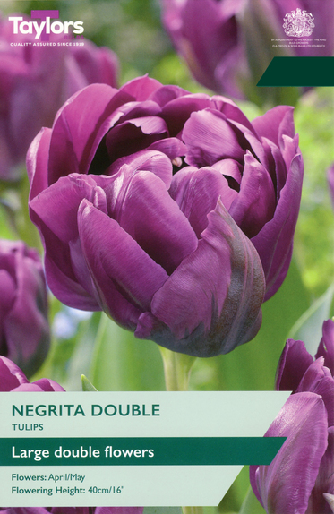 Tulip - Negrita Double