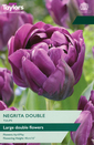 Tulip - Negrita Double