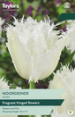 Tulip - Noordeinde 