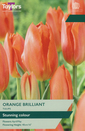 Tulip - Orange Brilliant
