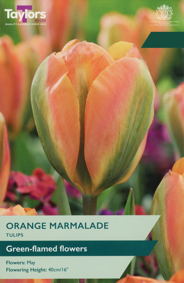 Tulip - Orange Marmalade