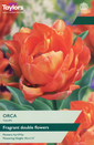 Tulip - Orca