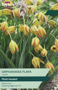 Tulip - Orphanidea Flava