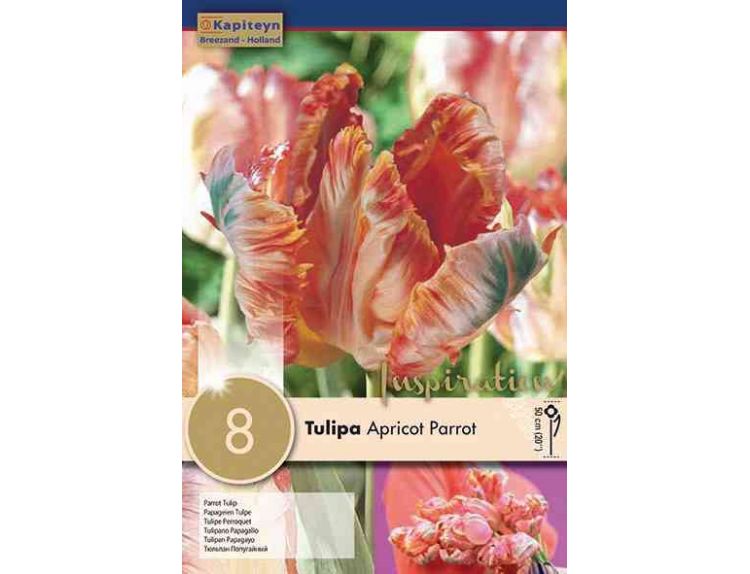 Tulip Parrot Apricot Parrot