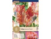 Tulip Parrot Apricot Parrot