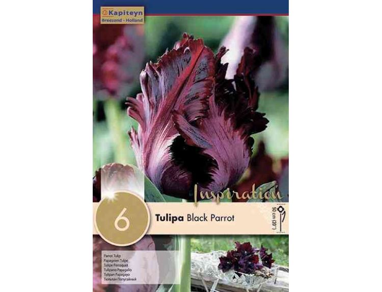 Tulip Parrot Black Parrot