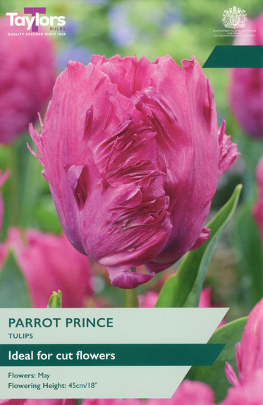 Tulip - Parrot Prince