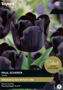 Tulip - Paul Scherer