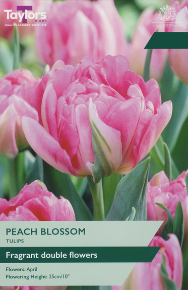 Tulip - Peach Blossom