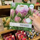 Tulip Peggy Wonder Premium Collection