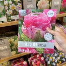 Tulip Pink Size Premium Collection