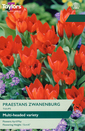 Tulip - Praestans Zwanenburg