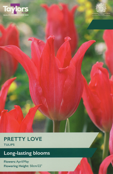 Tulip - Pretty Love