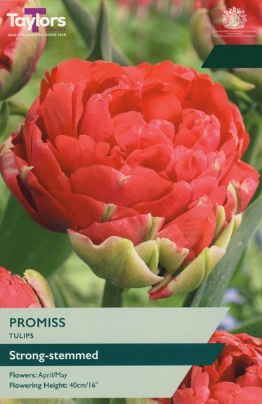 Tulip - Promiss