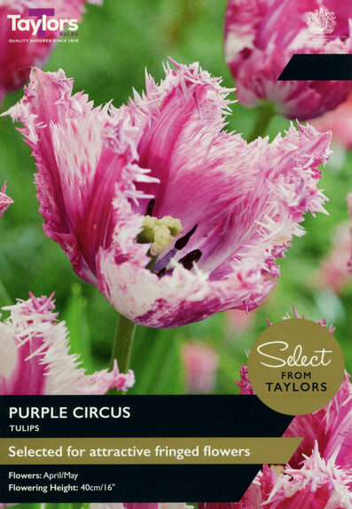 Tulip - Purple Circus
