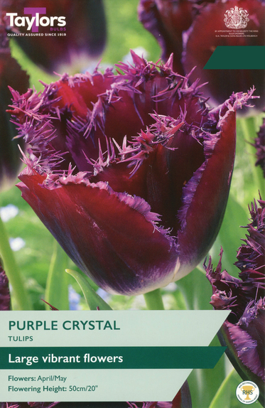 Tulip - Purple Crystal 