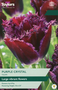 Tulip - Purple Crystal