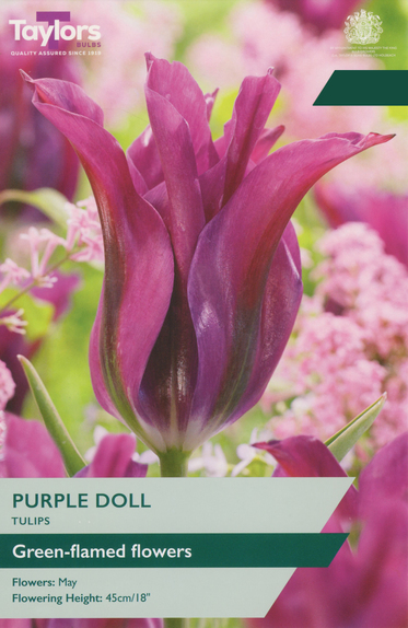 Tulip - Purple Doll