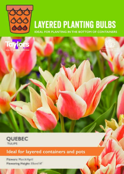 Tulip - Quebec