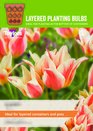 Tulip - Quebec