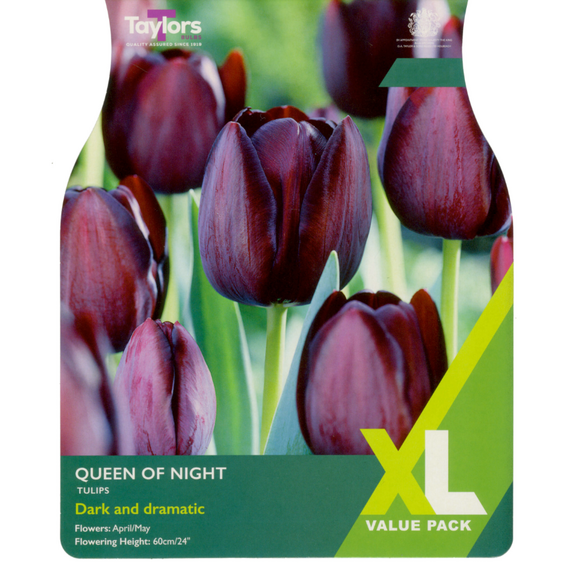 Tulip - Queen Of Night 
