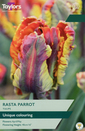 Tulip - Rasta Parrot 