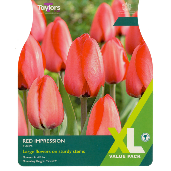 Tulip - Red Impression