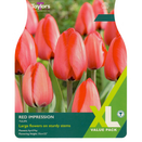Tulip - Red Impression