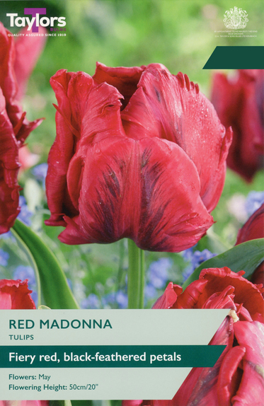 Tulip - Red Madonna