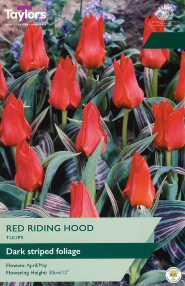 Tulip - Red Riding Hood
