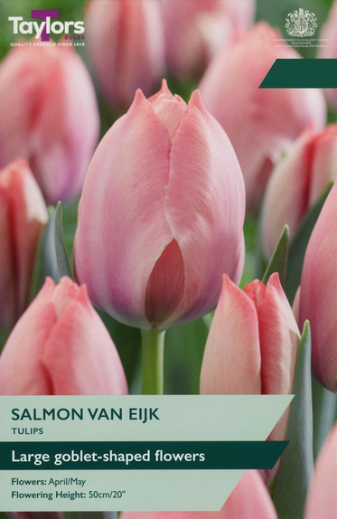 Tulip - Salmon Van Eijk
