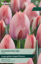 Tulip - Salmon Van Eijk