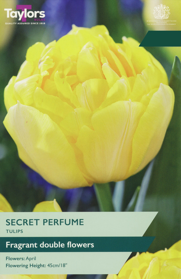 Tulip - Secret Perfume