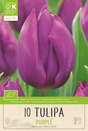 Tulip - Single Early Purple